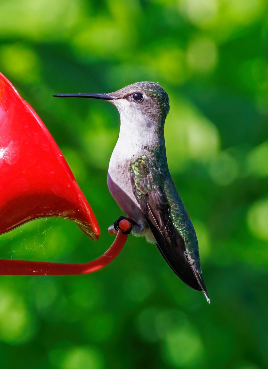 Ruby-throated Hummingbird - Michel Laquerre