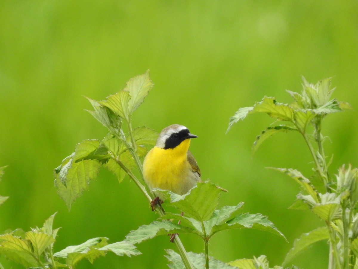 Common Yellowthroat - Peter Erickson