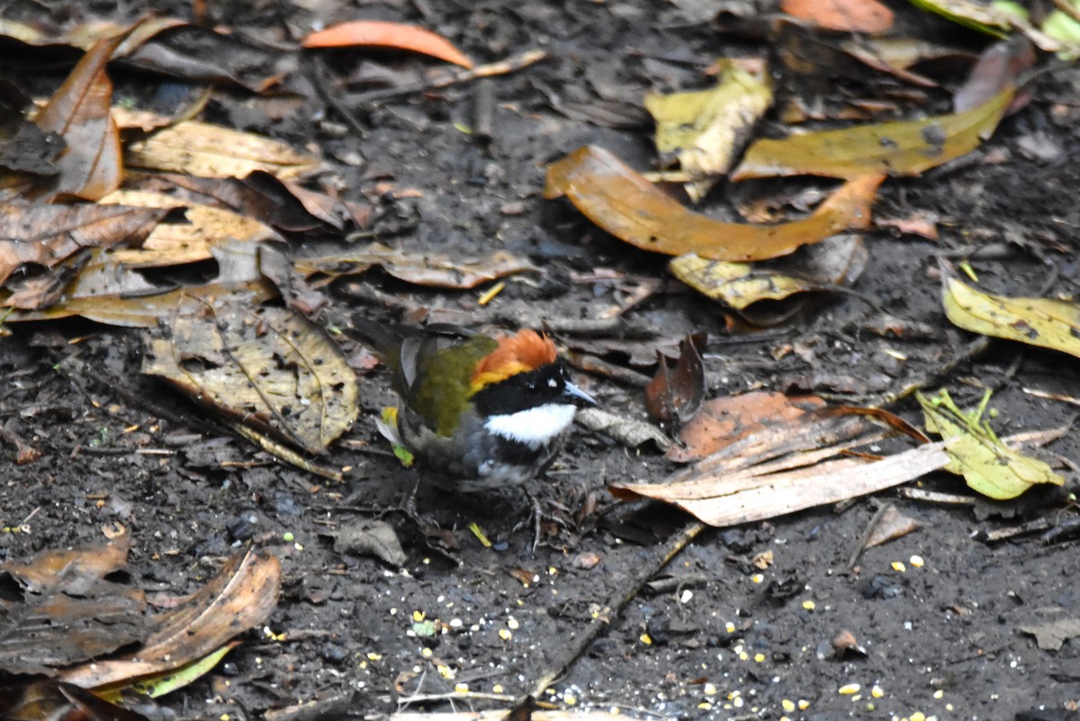 Chestnut-capped Brushfinch - irina shulgina