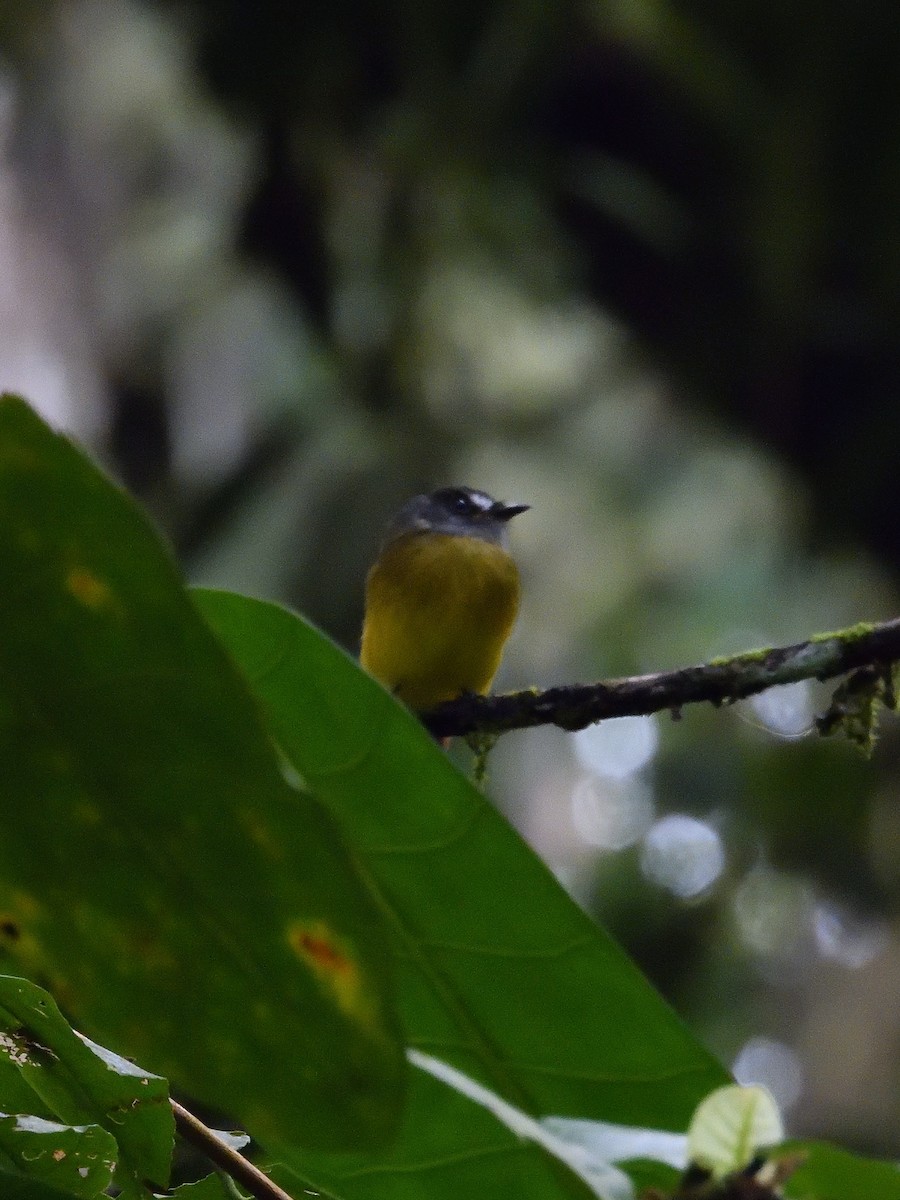 Ornate Flycatcher - ML619190628