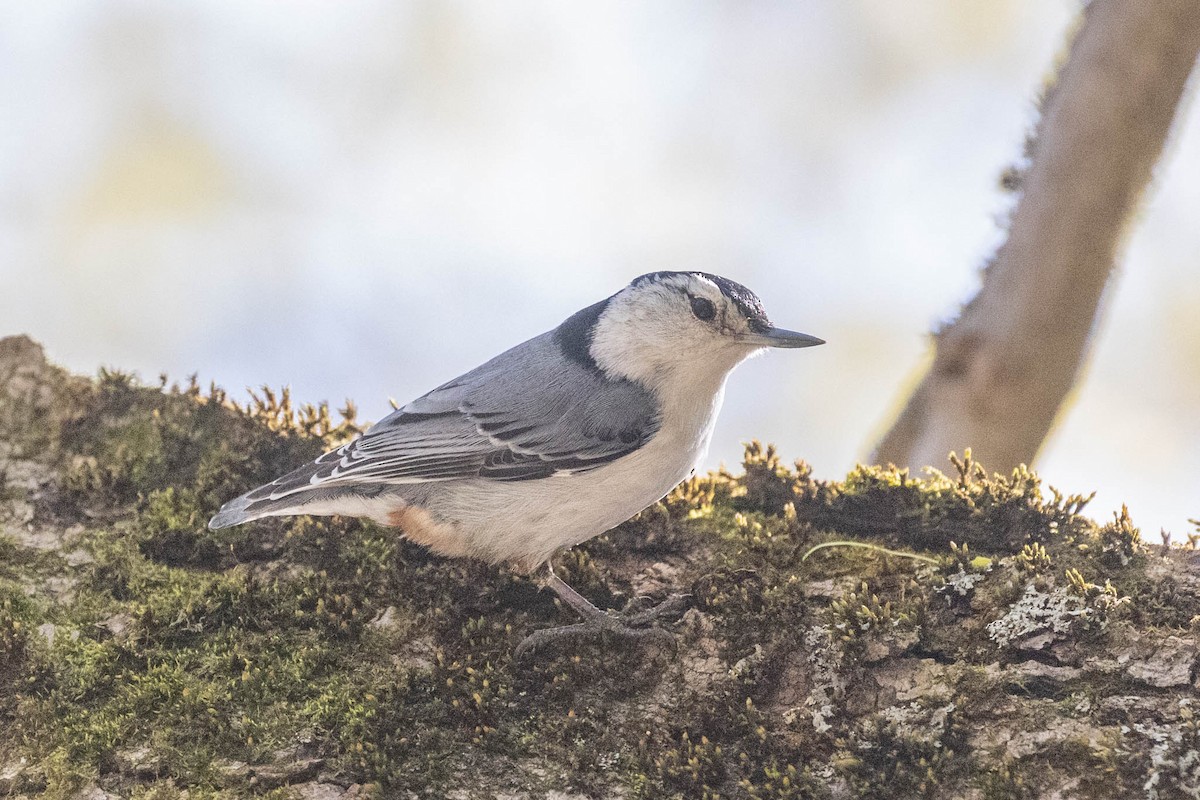 White-breasted Nuthatch - County Lister Brendan