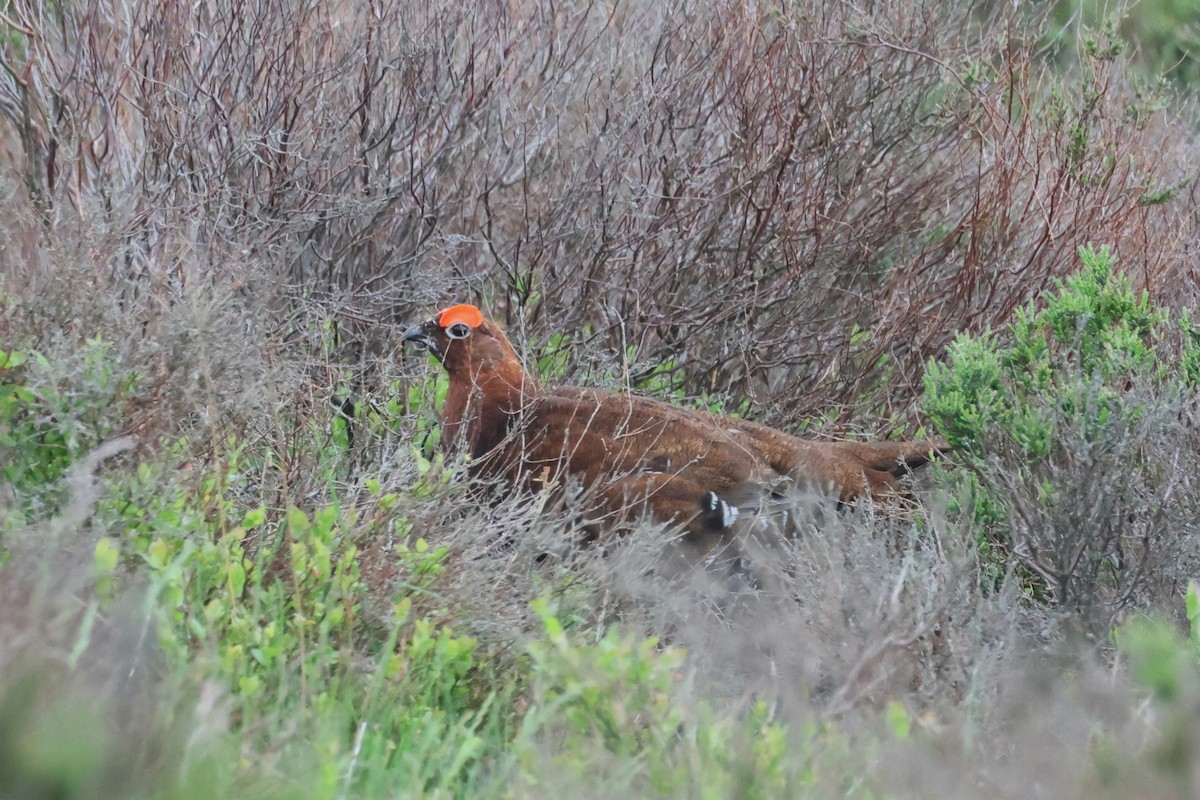 Willow Ptarmigan (Red Grouse) - Michal Bouček