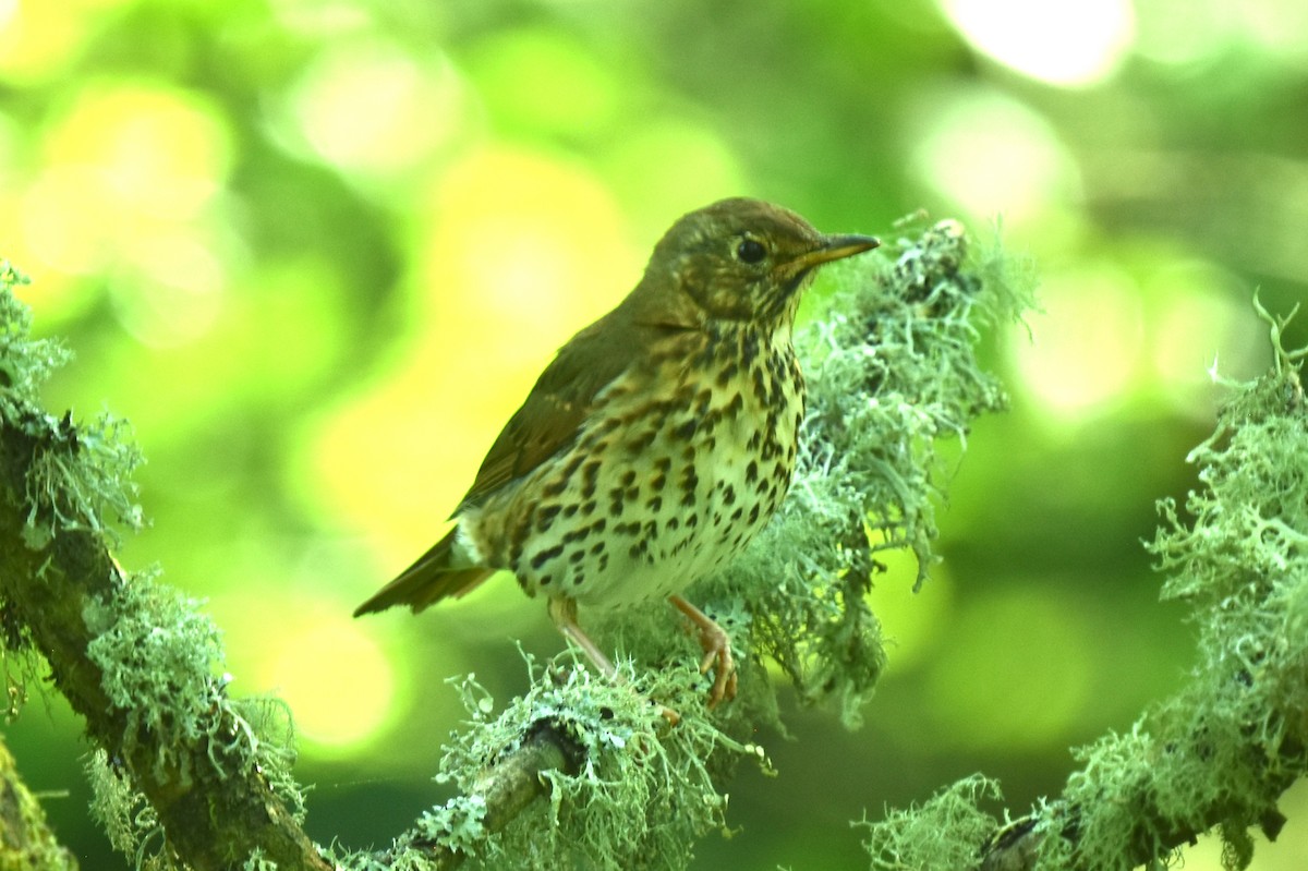 Song Thrush - Blair Whyte