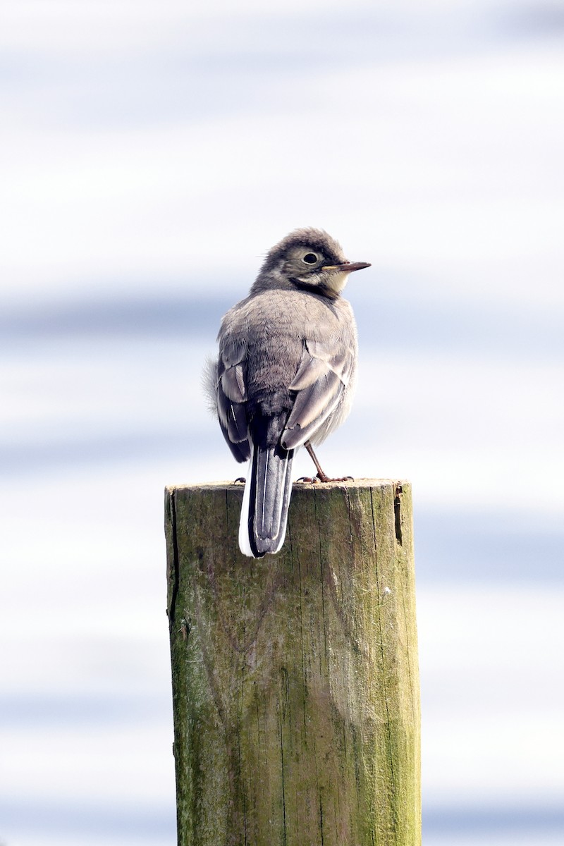 White Wagtail - Richard Styles