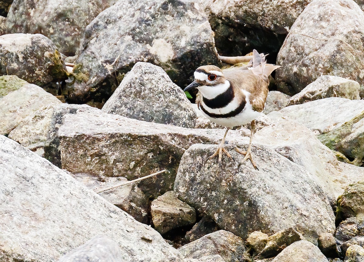 Killdeer - Michel Laquerre