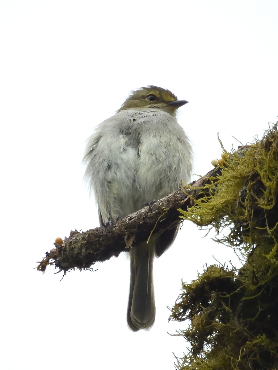 Choco Tyrannulet - Sebastián Vizcarra