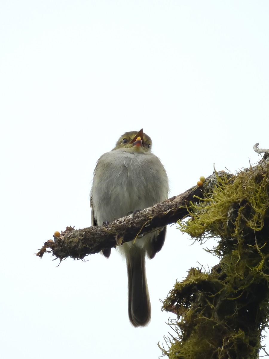 Choco Tyrannulet - Sebastián Vizcarra