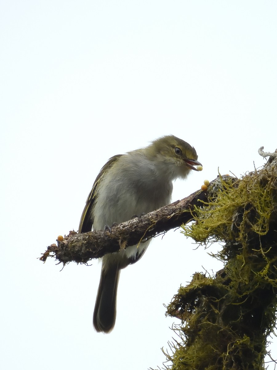 Choco Tyrannulet - Sebastián Vizcarra