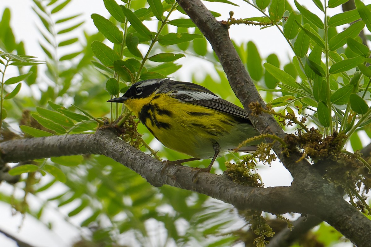 Magnolia Warbler - Karen Voldal