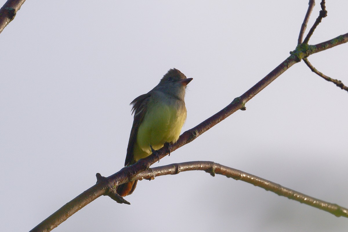 Great Crested Flycatcher - ML619190670