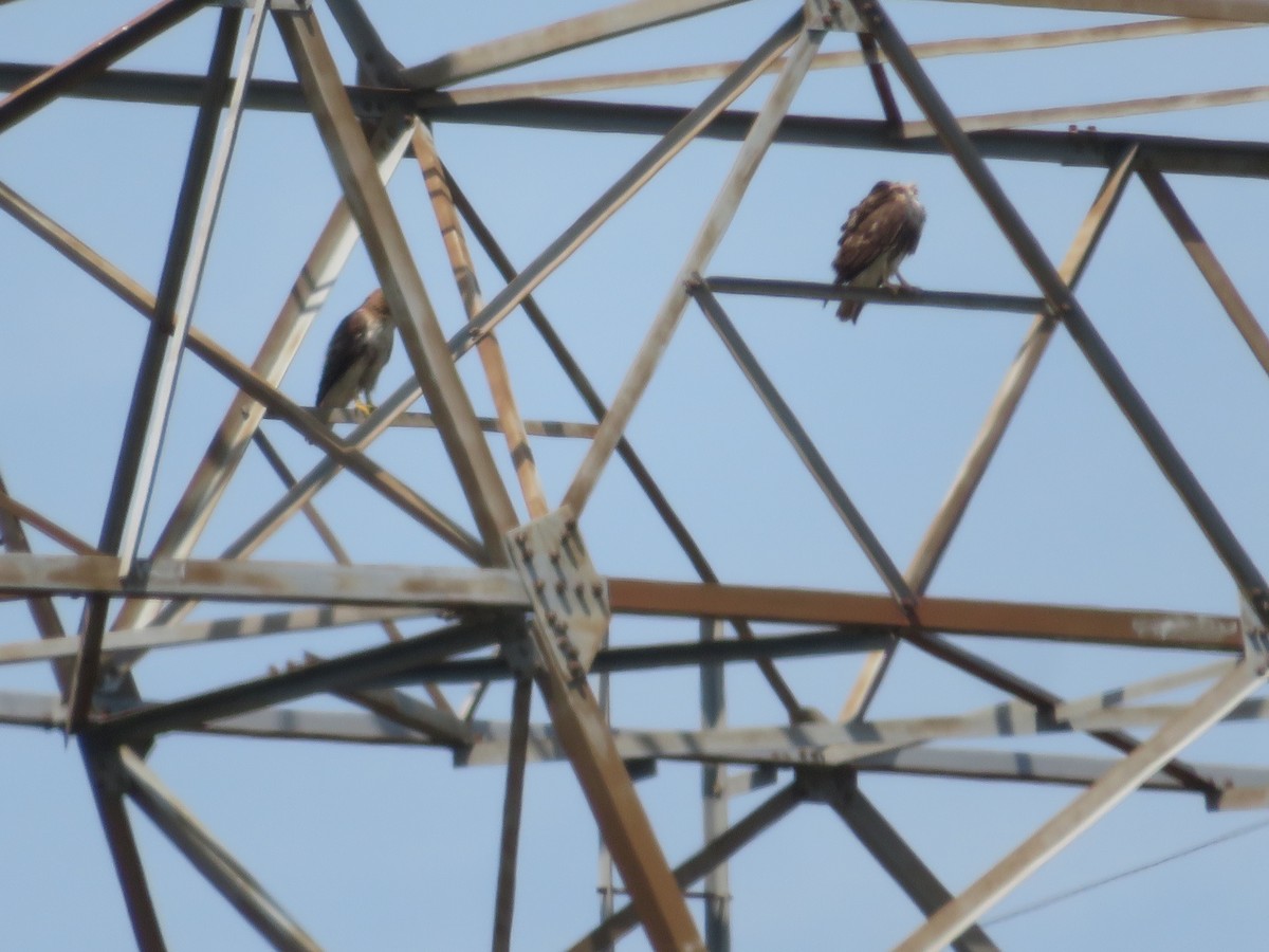 Red-tailed Hawk - Claudia Amsler