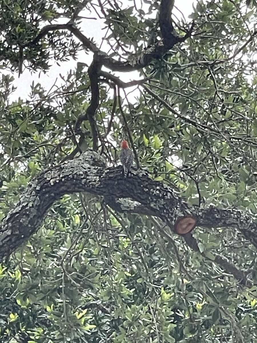 Red-bellied Woodpecker - Jana Wesson