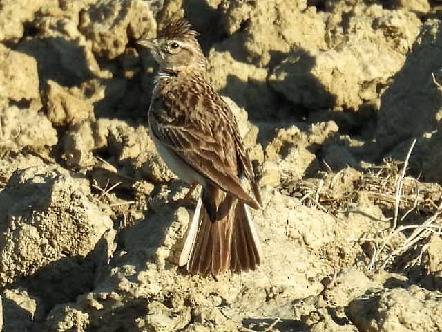 Greater Short-toed Lark - Manuel Hermosilla