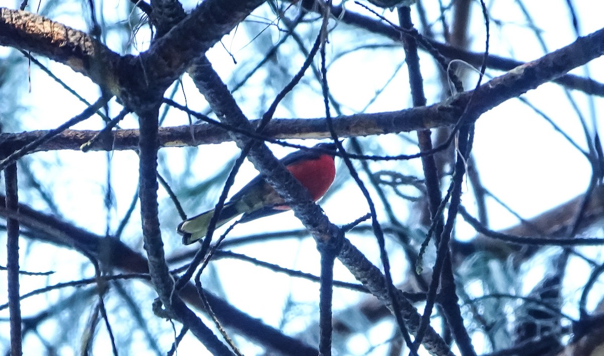 Slate-throated Redstart - ML619190684