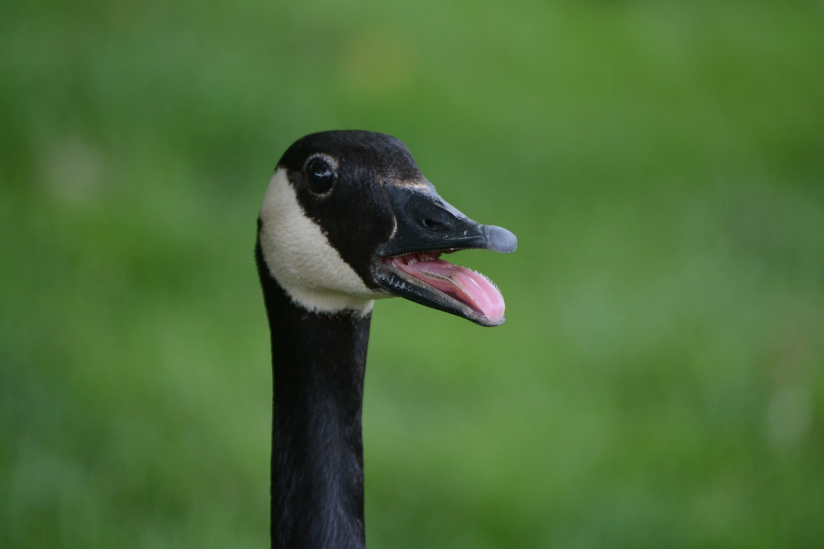 Canada Goose - Cathy Pasterczyk