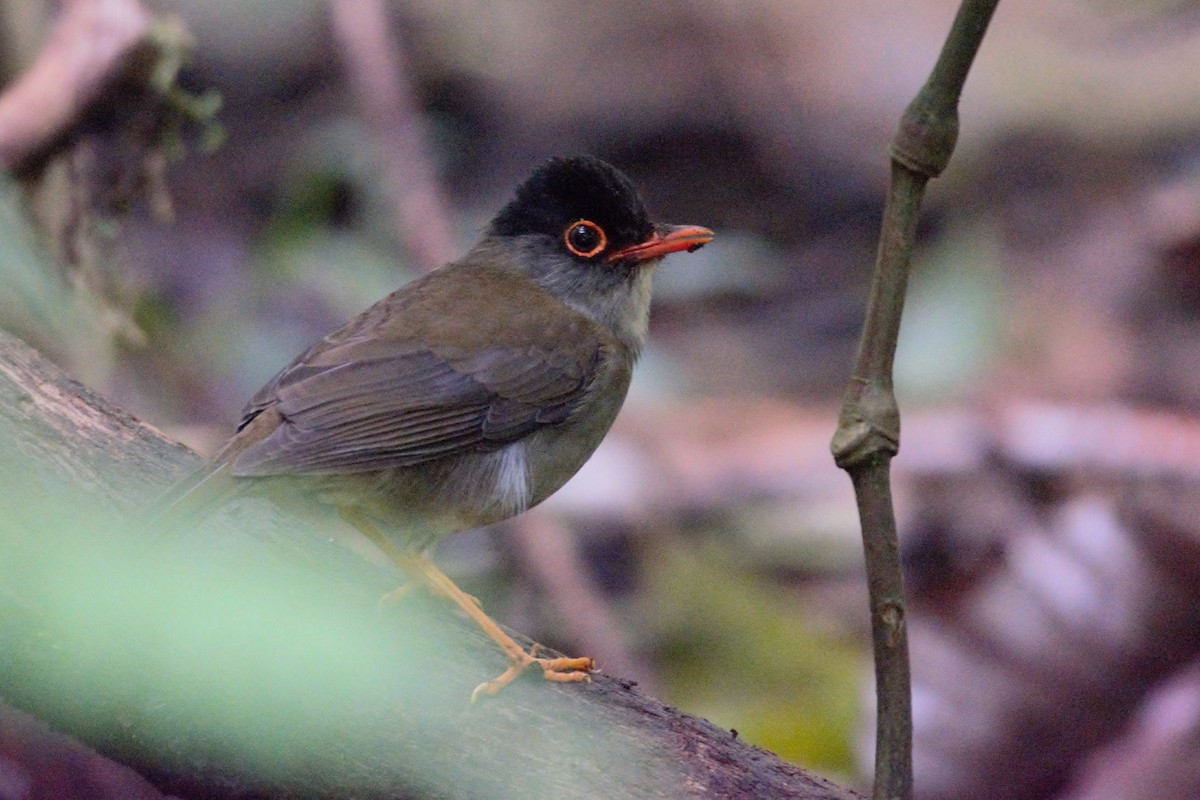 Black-headed Nightingale-Thrush - Alexandra Barath