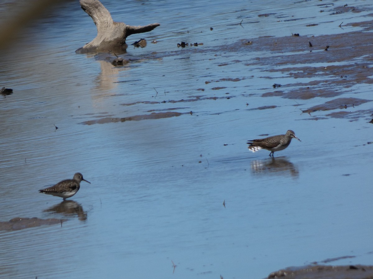 Solitary Sandpiper - A. Nicholson