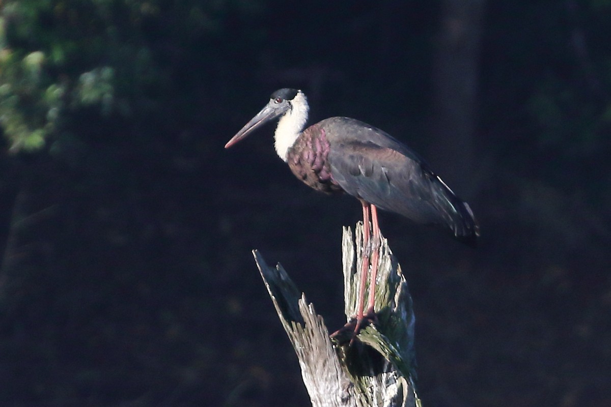 Asian Woolly-necked Stork - Christopher Escott