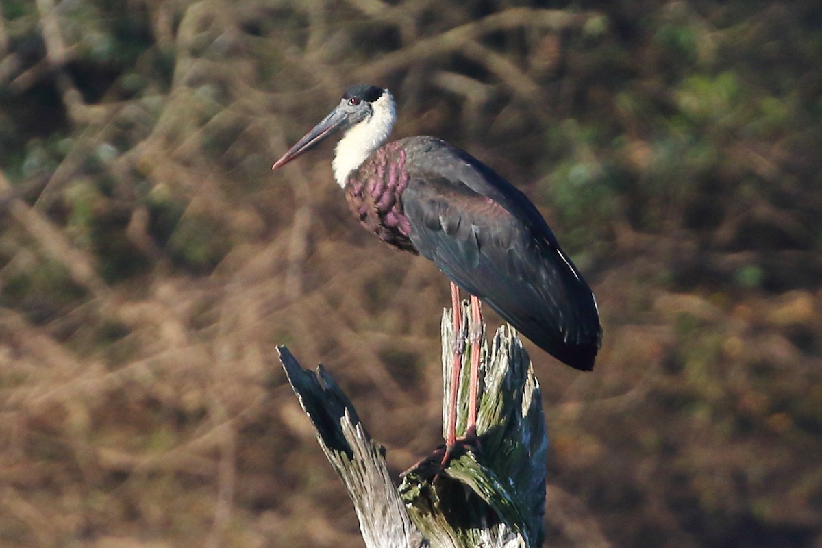 Asian Woolly-necked Stork - Christopher Escott