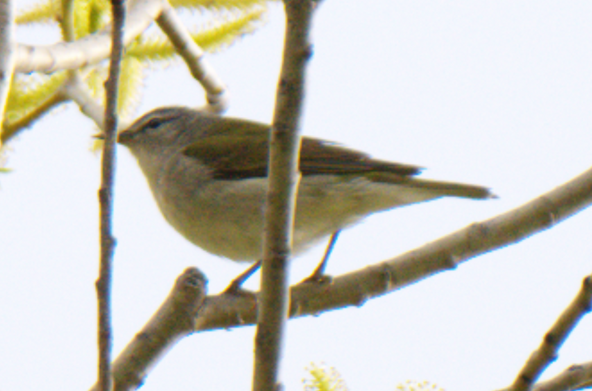 Tennessee Warbler - Jonathan Collins