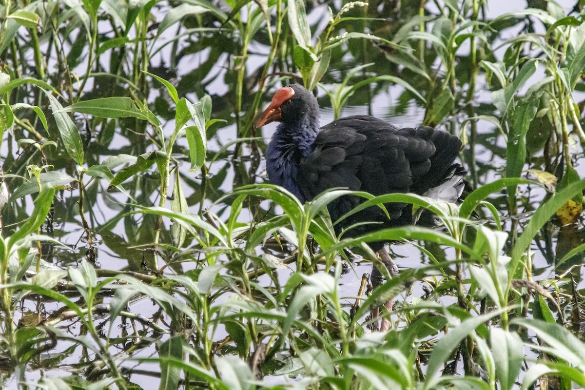 Australasian Swamphen - Rebel Warren and David Parsons