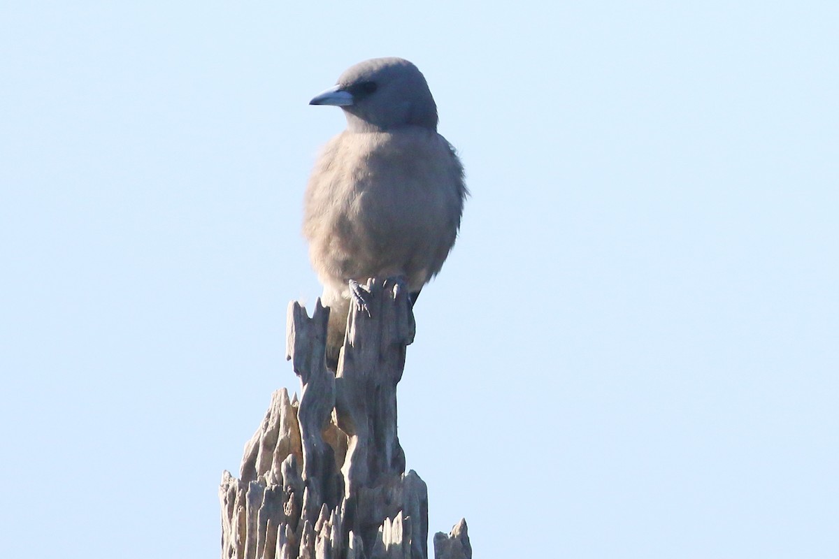 Ashy Woodswallow - Christopher Escott