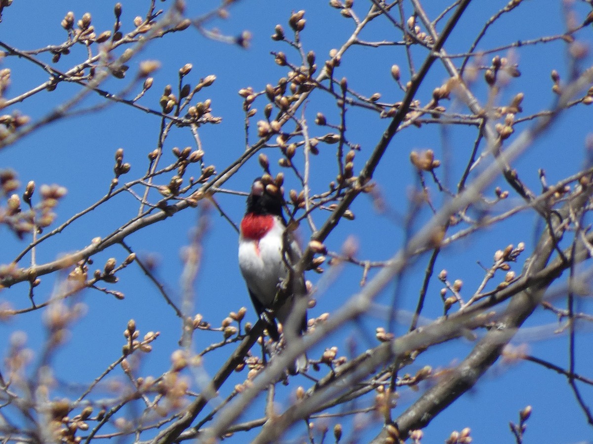 Rose-breasted Grosbeak - A. Nicholson