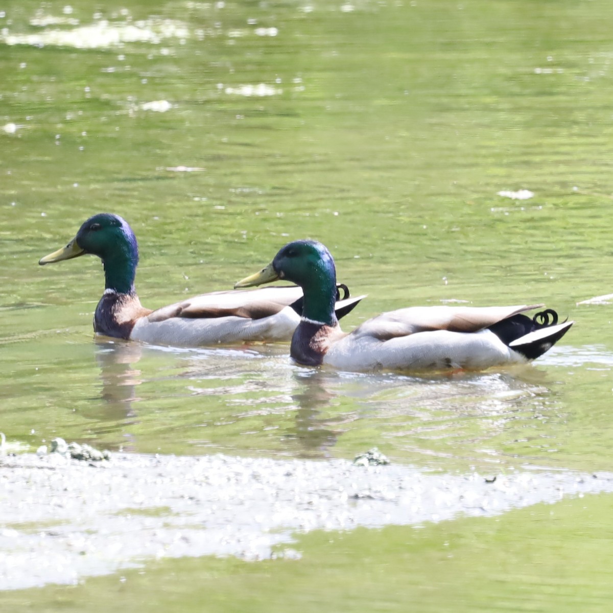 Mallard - Charles (PAT) Dollard