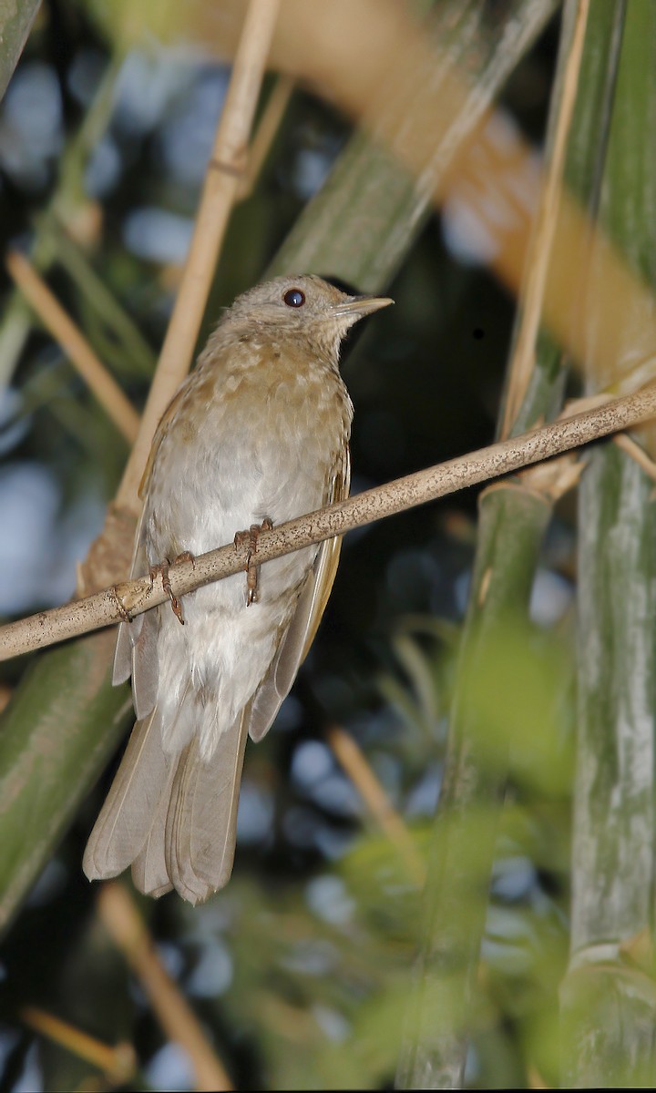 Pale-breasted Thrush - Adrián Braidotti