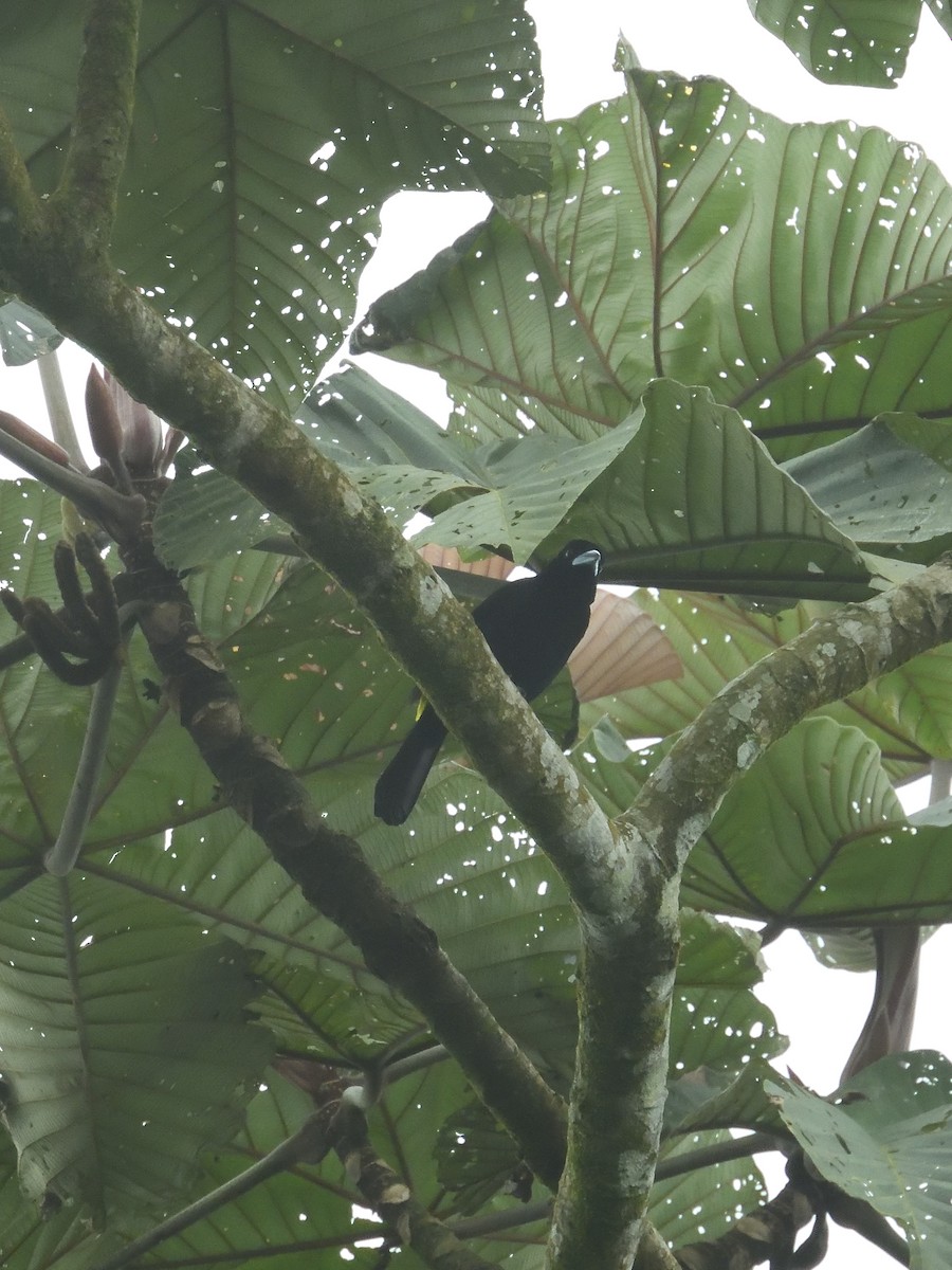 Flame-rumped Tanager - Sebastián Vizcarra