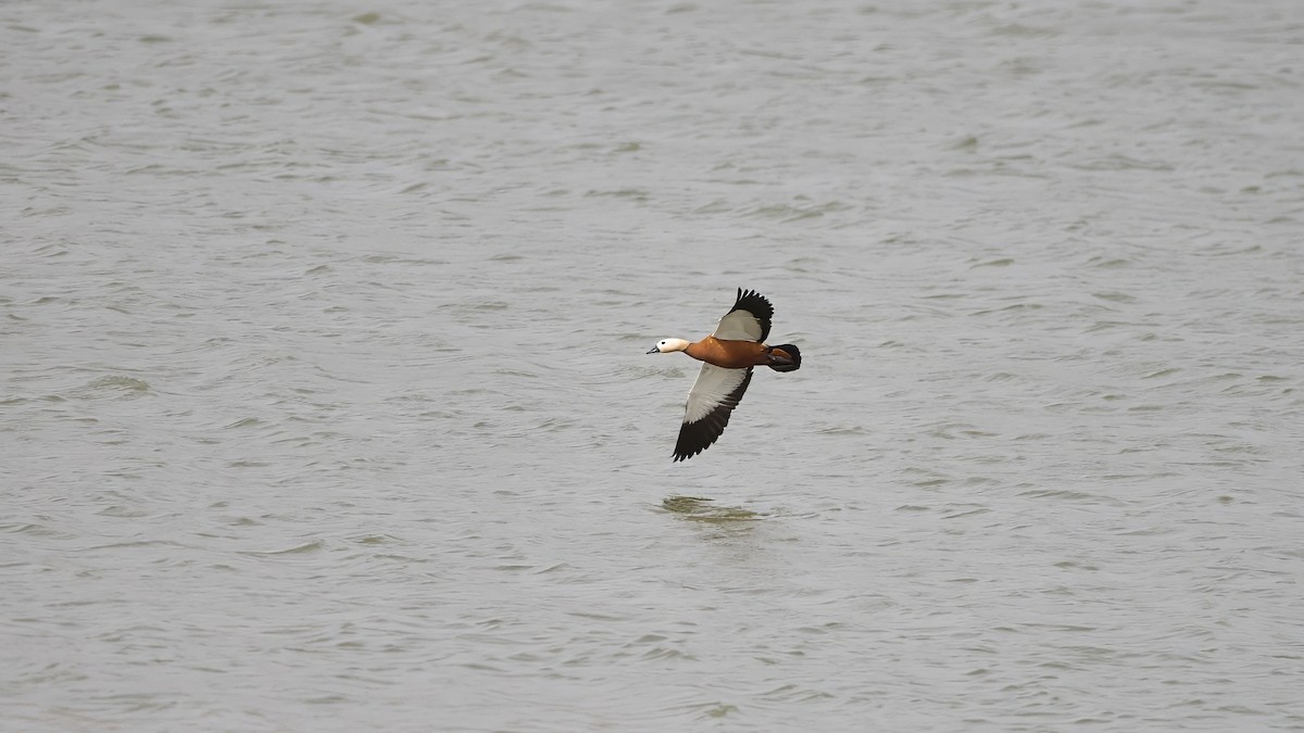 Ruddy Shelduck - Kraig Cawley