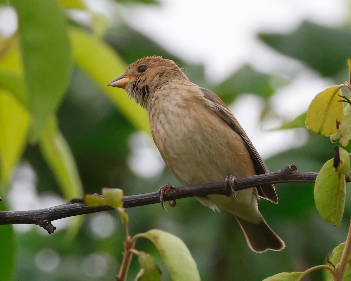 Indigo Bunting - ML619190794