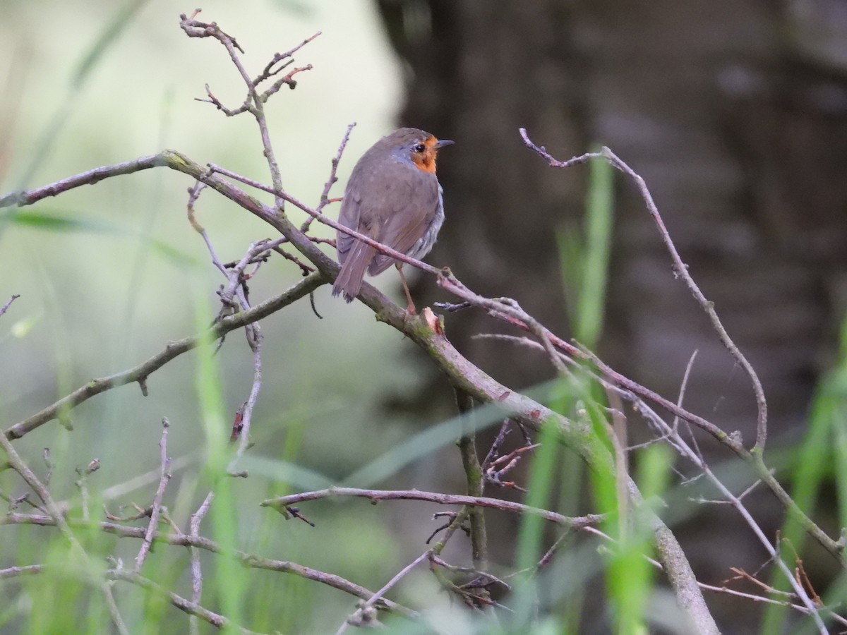 European Robin - ML619190799