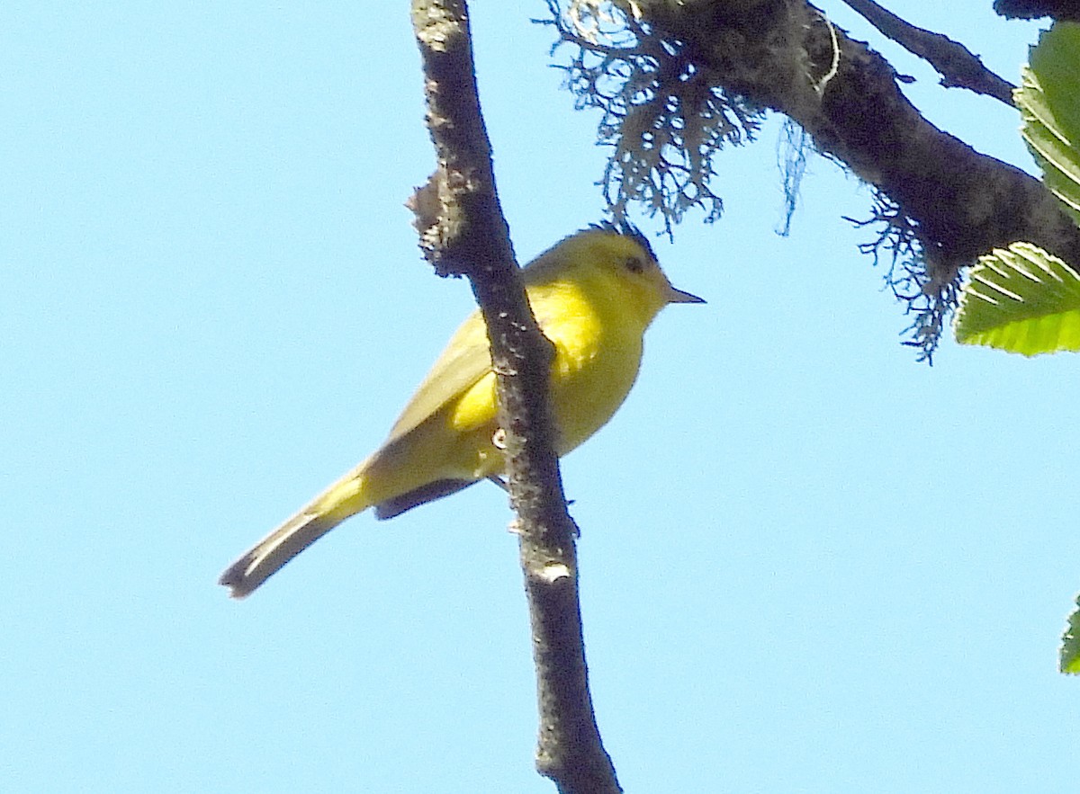 Wilson's Warbler - ML619190800