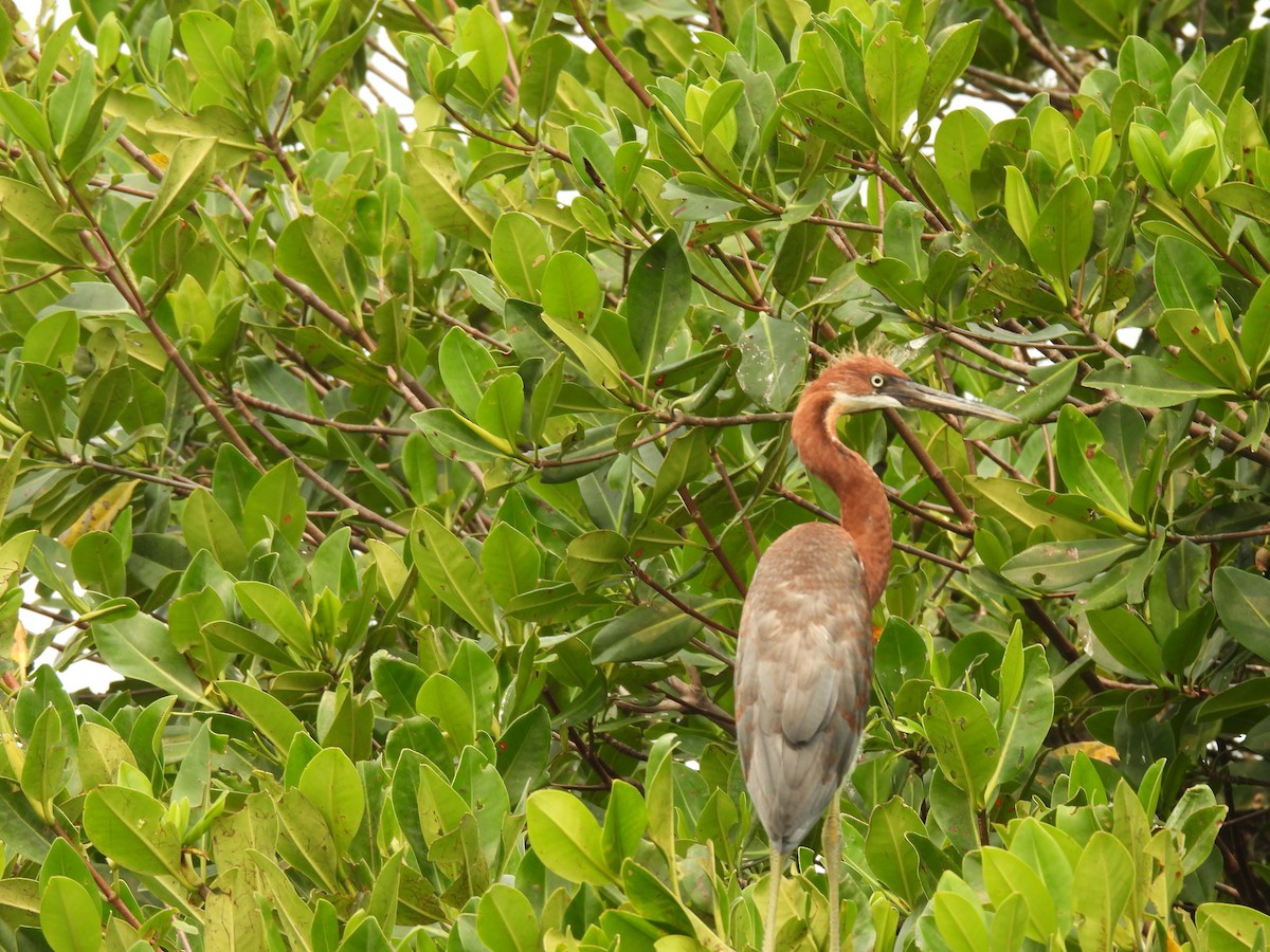 Garceta Tricolor - ML619190810