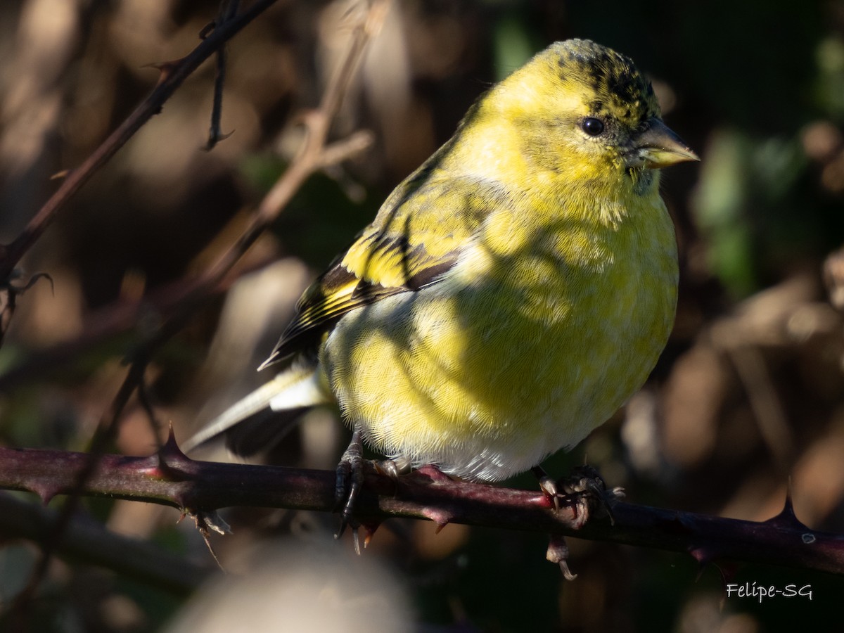 Black-chinned Siskin - Felipe Silva Guzmán