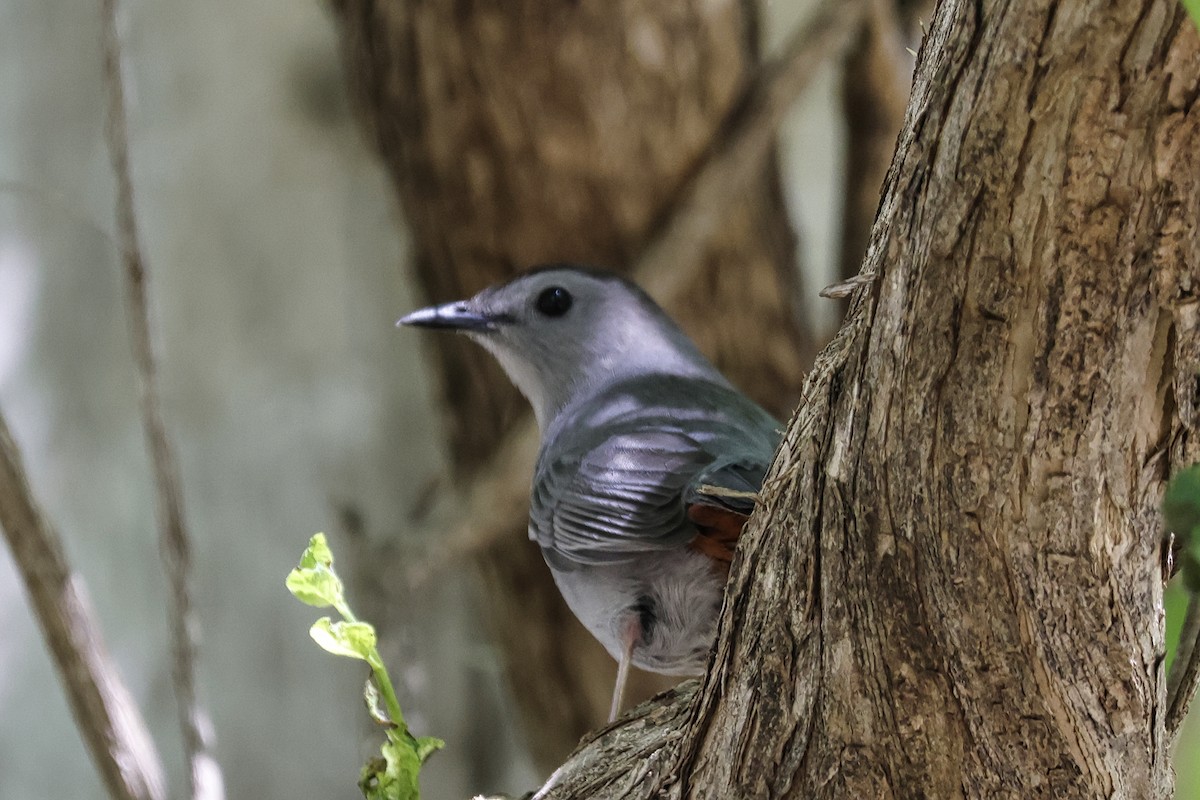 Gray Catbird - Paul Prappas