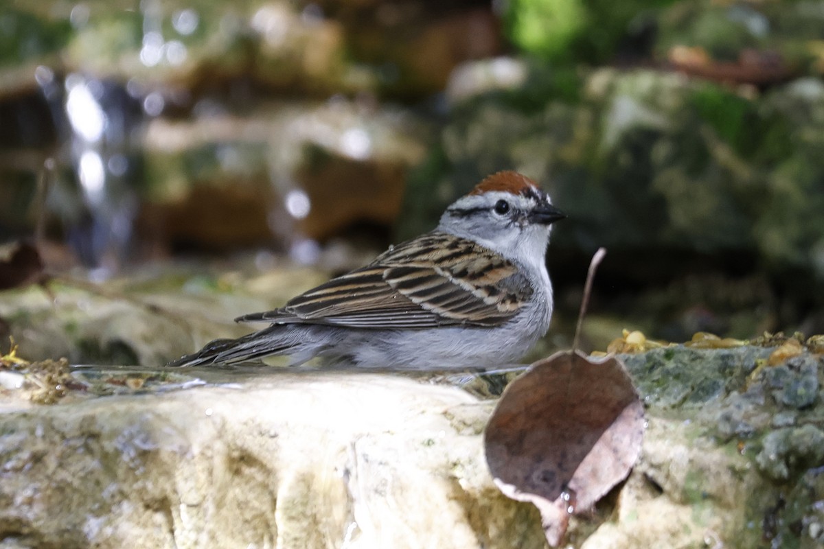 Chipping Sparrow - Paul Prappas