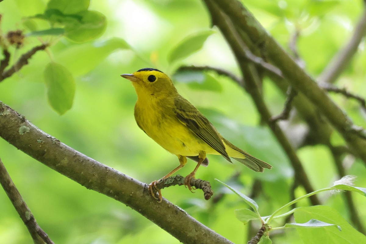 Wilson's Warbler - Paul Prappas