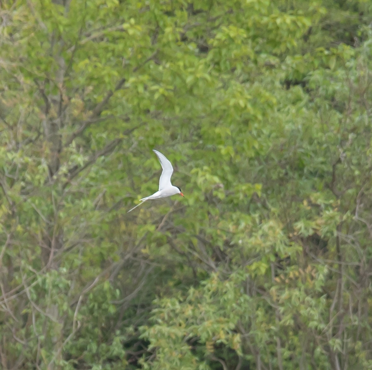 Common Tern - ML619190847