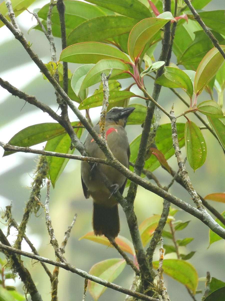 Buff-throated Saltator - ML619190865