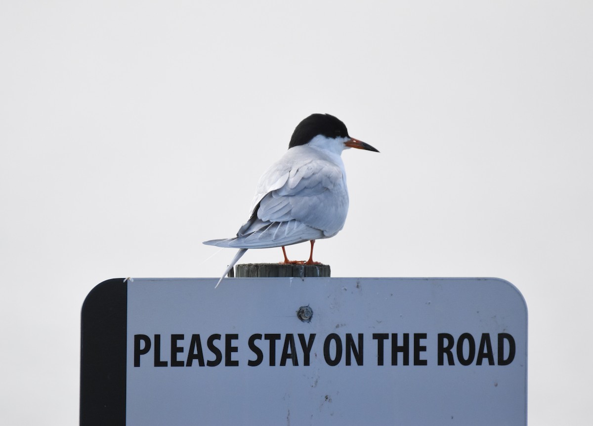 Forster's Tern - Patrick McAtee