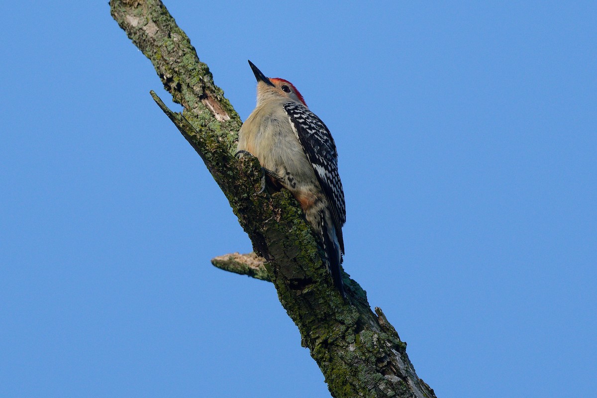Red-bellied Woodpecker - ML619190876