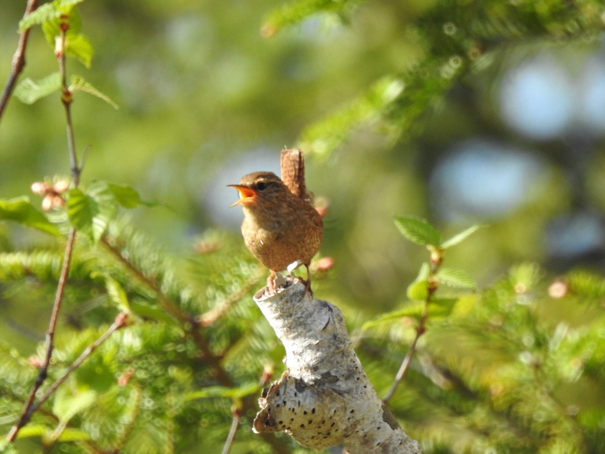 Winter Wren - Marc LeBlanc