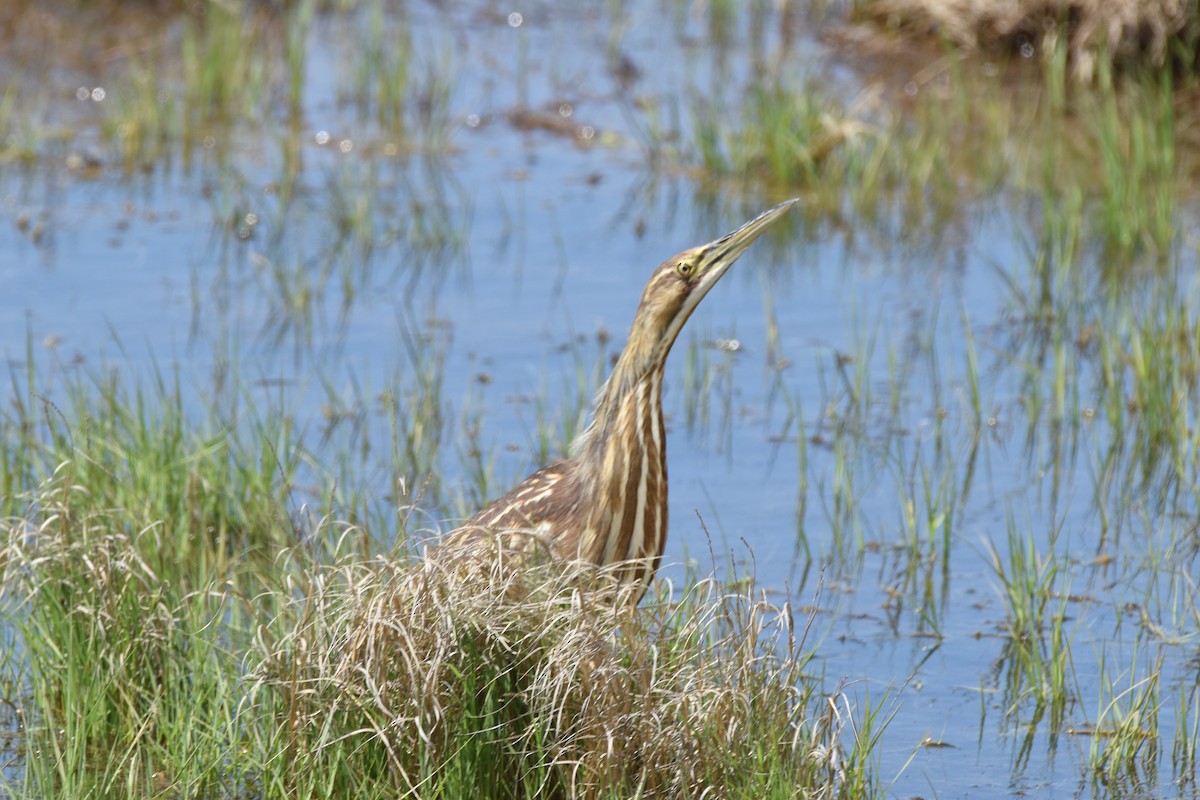 American Bittern - Patrick McAtee