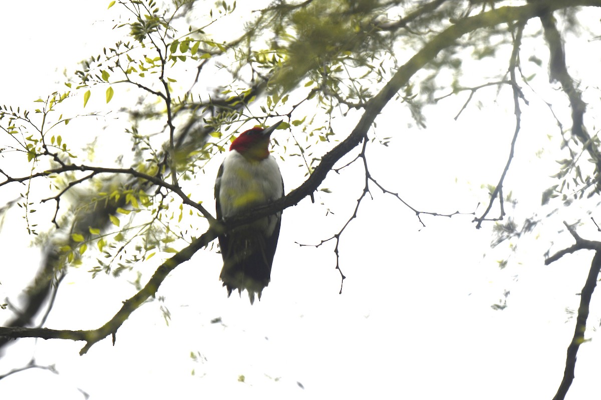 Red-headed Woodpecker - Kazumi Ohira