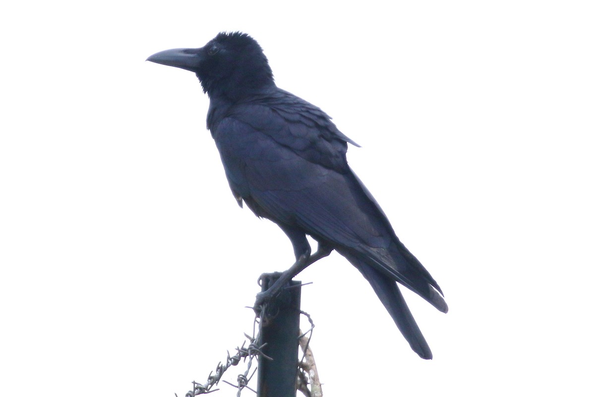 Large-billed Crow (Indian Jungle) - Christopher Escott