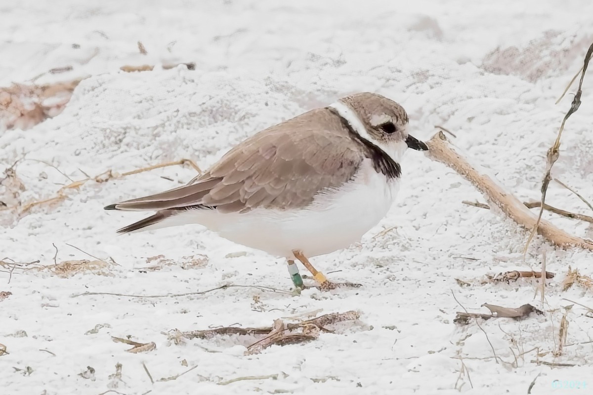 Piping Plover - george quittner