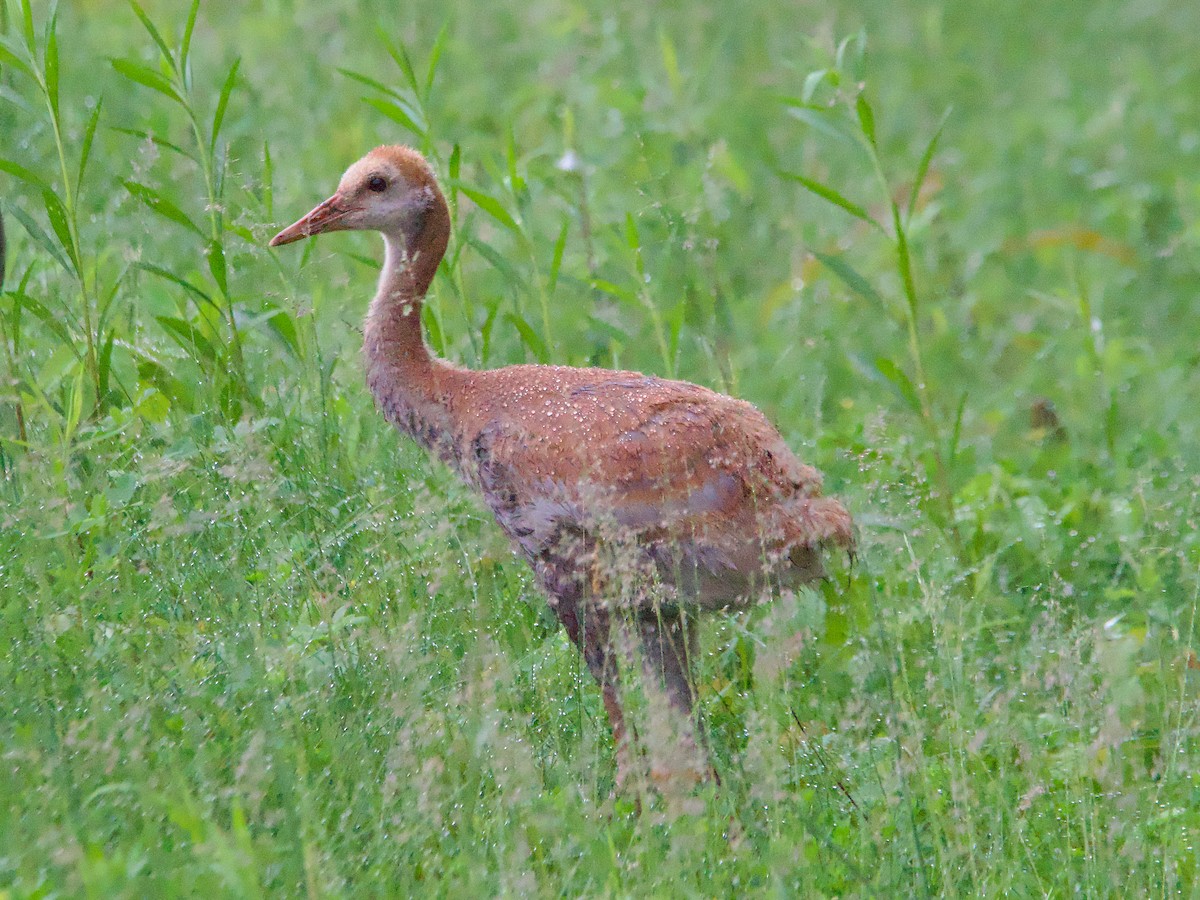 Sandhill Crane - John Felton