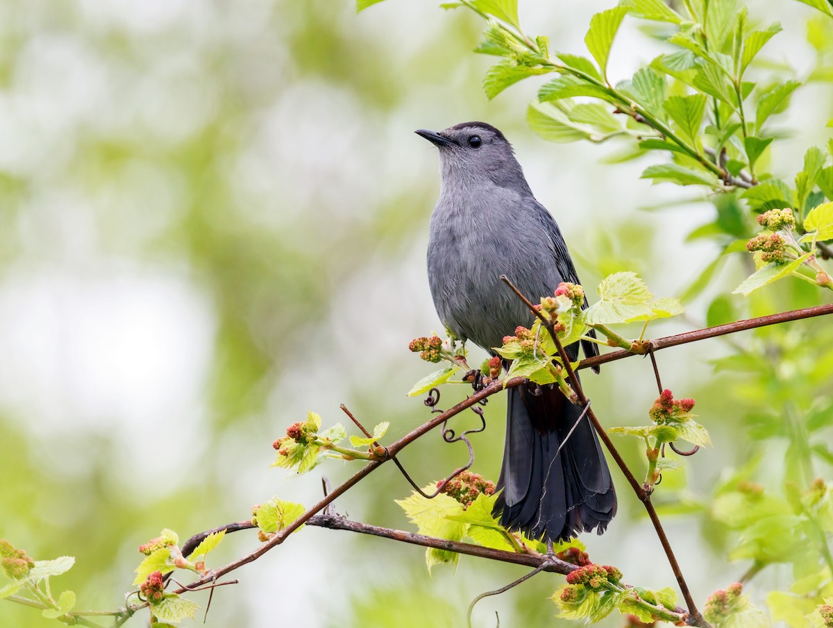 Gray Catbird - Michel Laquerre